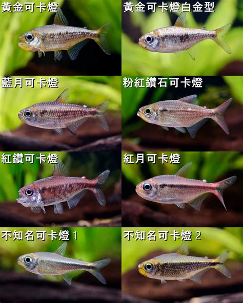 燈魚種類